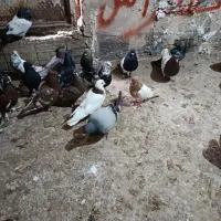 کبوتر اویناخ