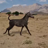 فروش کره مادیان