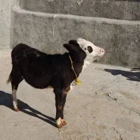گوساله ماده|حیوانات مزرعه|بیلوار, |دیوار