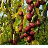 دنبال مغازه برای شراکت