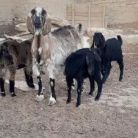 بز مری چن قلو زا