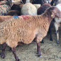 استخدام کارگر پرورش گوسفند داشتی