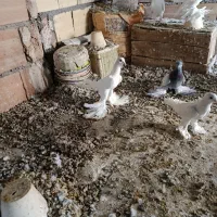 کبوتر|پرنده|تبریز, |دیوار