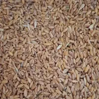 گندم و جو بذری