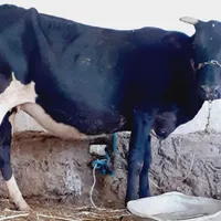 ۲گاو یا گوساله جرسی اصل ۸ماه ابستن بشرت معاینه|حیوانات مزرعه|اهواز, کیانشهر|دیوار