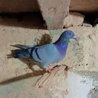 کبوتر. پرنده.کفتر.|پرنده|چناران, |دیوار
