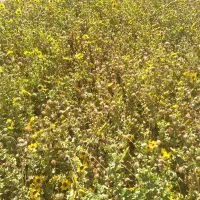 انجام امور نگهداری از باغچه