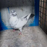 تعدادی کفتر به شرط|پرنده|تهران, شهرک ولیعصر شمالی|دیوار