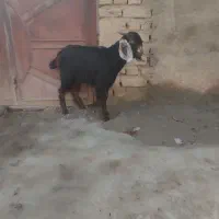 ی. عدد بزغاله دورگه نرفقط ۶۵۰۰