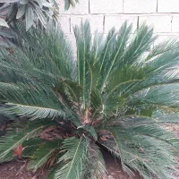 سیکاس 9 ساله|گل و گیاه طبیعی|سنگدوین, |دیوار