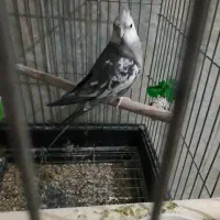 عروس هلندی ایزابلا مولدسخنگوجهت معاوضه|پرنده|کرمانشاه, |دیوار