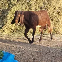 فروش بزغاله نر دوساله عراقی