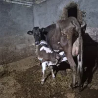 گاو بور جرسی ۱۵ کیلو شیر پرچرب باگوساله نر سمینتال
