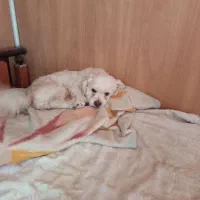 سگ گمشده|سگ|فیروزآباد (فارس), |دیوار