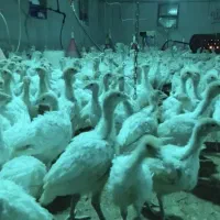 بوقلمون 45 روزه