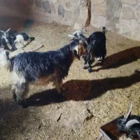 بیگ گل داری|حیوانات مزرعه|لالی, |دیوار