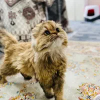 اسکاتیش لانگ هیر