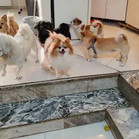 پانسیون نگهداری و آموزشی سگ|خدمات پیشه و مهارت|فردیس, شهرک ناز|دیوار