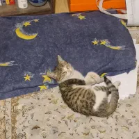 واگذاری بچه گربه نر ۳ ۴ ماهه جهت سرپرستی