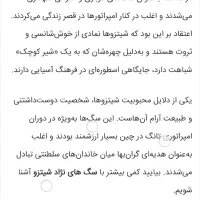 سگ شیتزو|سگ|هرسین, |دیوار