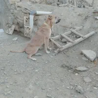 واگذاری سگ پیتبول نر