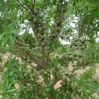 نهالستان ساق طلا