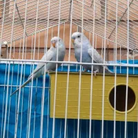 یک جفت مرغ عشق