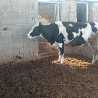 گاو گوساله سیمنتال