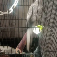 عروس مولد ایزابلا وایت فیس|پرنده|سهند, |دیوار