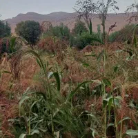 جارو دستی