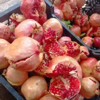 انار توری و ترک تناژ