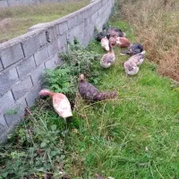 فروش‌ بوقلمون