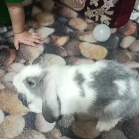خرگوش