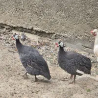 مرغ شاخ دار