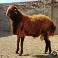قصاب حرفه ای در نسیم شهر