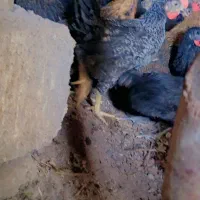 جوجه محلی بزرگض