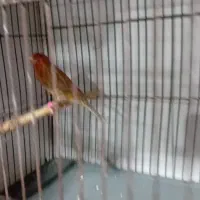 فروش قناری اوپال نر مست|پرنده|اندیمشک, |دیوار