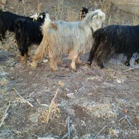 کهره دوبوری فروشی و چوپانی انجام میدم|حیوانات مزرعه|بروجن, |دیوار