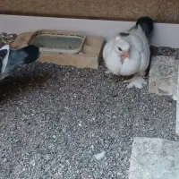 تخم کبوتر نقش ( بلژیکی)|پرنده|سیرجان, |دیوار