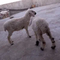 بره