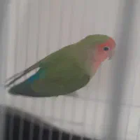 طوطی برزیلی