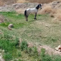 اسب یورقه|اسب و تجهیزات اسب‌سواری|سبزوار, ایزی شهر|دیوار