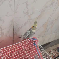 عروس هلندی ماده طاووسی