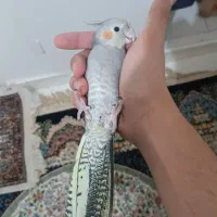 عروس هلندی|پرنده|تهران, مجیدآباد|دیوار