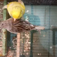 یه جفت قناری نر با تخم|پرنده|قرچک, شهرک طلائیه|دیوار