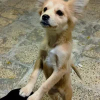 سگ پامر بازی گوش