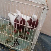 طوقی|پرنده|سبزوار, رباط|دیوار