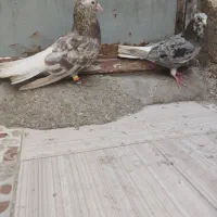 کبوتر|پرنده|خرمشهر, |دیوار