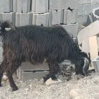 فروش گوسفند محلی