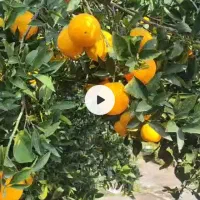 پرتقال تامسون چیده شده|گل و گیاه طبیعی|تهران, شهمیرزادی|دیوار